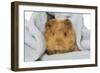 Guinea Pig-null-Framed Photographic Print