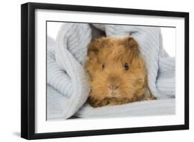 Guinea Pig-null-Framed Photographic Print