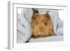 Guinea Pig-null-Framed Photographic Print