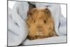 Guinea Pig-null-Mounted Photographic Print