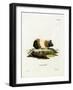 Guinea Pig-null-Framed Giclee Print