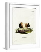 Guinea Pig-null-Framed Giclee Print