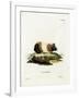 Guinea Pig-null-Framed Giclee Print