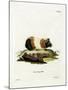 Guinea Pig-null-Mounted Giclee Print