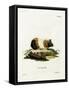 Guinea Pig-null-Framed Stretched Canvas