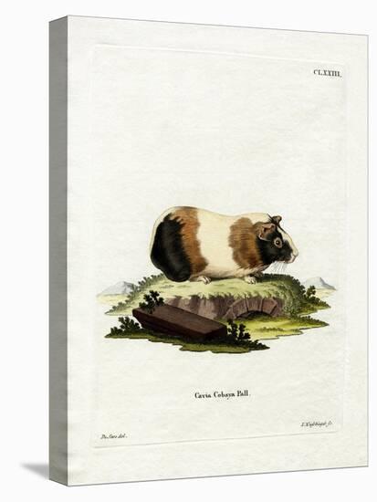 Guinea Pig-null-Stretched Canvas