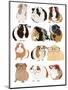 Guinea Pigs In Glasses-Hanna Melin-Mounted Art Print