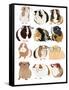 Guinea Pigs In Glasses-Hanna Melin-Framed Stretched Canvas