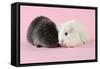 Guinea Pigs Sitting Together-null-Framed Stretched Canvas