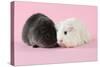 Guinea Pigs Sitting Together-null-Stretched Canvas