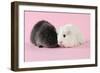 Guinea Pigs Sitting Together-null-Framed Photographic Print