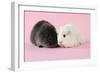 Guinea Pigs Sitting Together-null-Framed Photographic Print