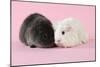 Guinea Pigs Sitting Together-null-Mounted Photographic Print