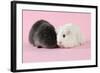 Guinea Pigs Sitting Together-null-Framed Photographic Print