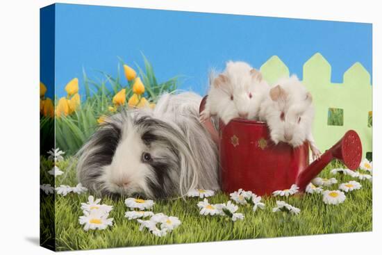 Guinea Pigs, Three in 'Garden' Setting with Watering-null-Stretched Canvas