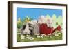 Guinea Pigs, Three in 'Garden' Setting with Watering-null-Framed Photographic Print