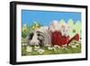 Guinea Pigs, Three in 'Garden' Setting with Watering-null-Framed Photographic Print