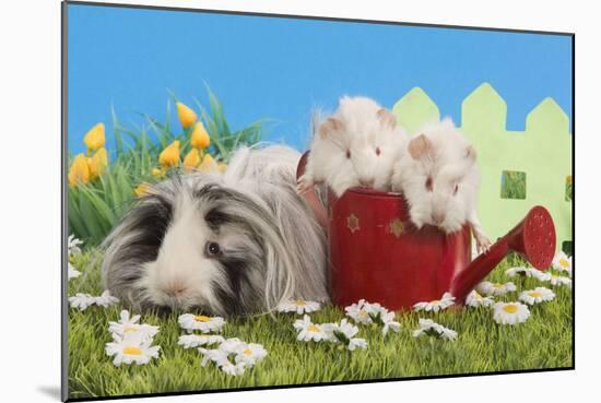 Guinea Pigs, Three in 'Garden' Setting with Watering-null-Mounted Photographic Print