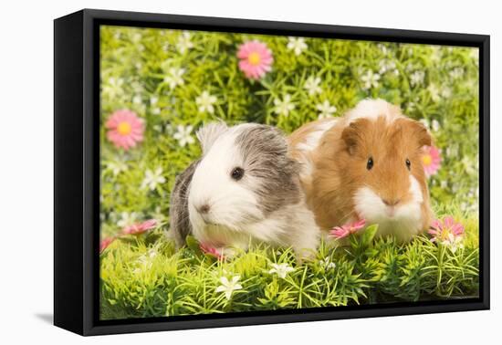 Guinea Pigs with Flowers-null-Framed Stretched Canvas