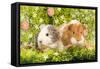 Guinea Pigs with Flowers-null-Framed Stretched Canvas