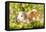 Guinea Pigs with Flowers-null-Framed Stretched Canvas