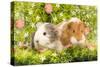 Guinea Pigs with Flowers-null-Stretched Canvas