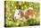 Guinea Pigs with Flowers-null-Stretched Canvas