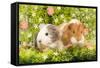 Guinea Pigs with Flowers-null-Framed Stretched Canvas