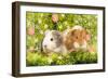 Guinea Pigs with Flowers-null-Framed Photographic Print