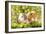 Guinea Pigs with Flowers-null-Framed Photographic Print