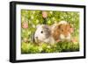 Guinea Pigs with Flowers-null-Framed Photographic Print