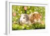 Guinea Pigs with Flowers-null-Framed Photographic Print