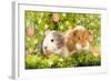 Guinea Pigs with Flowers-null-Framed Photographic Print