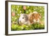 Guinea Pigs with Flowers-null-Framed Photographic Print