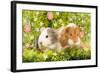 Guinea Pigs with Flowers-null-Framed Photographic Print