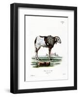 Guinea Sheep-null-Framed Premium Giclee Print