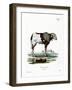 Guinea Sheep-null-Framed Giclee Print