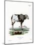 Guinea Sheep-null-Mounted Giclee Print