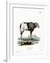 Guinea Sheep-null-Framed Giclee Print