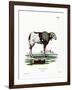 Guinea Sheep-null-Framed Giclee Print