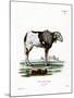 Guinea Sheep-null-Mounted Giclee Print