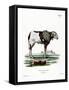 Guinea Sheep-null-Framed Stretched Canvas