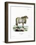 Guinea Sheep-null-Framed Giclee Print