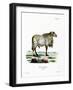 Guinea Sheep-null-Framed Giclee Print