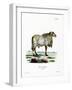 Guinea Sheep-null-Framed Giclee Print