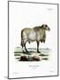 Guinea Sheep-null-Mounted Giclee Print