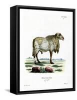 Guinea Sheep-null-Framed Stretched Canvas