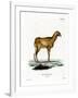 Guinea Sheep-null-Framed Giclee Print