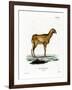 Guinea Sheep-null-Framed Giclee Print