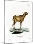 Guinea Sheep-null-Mounted Giclee Print